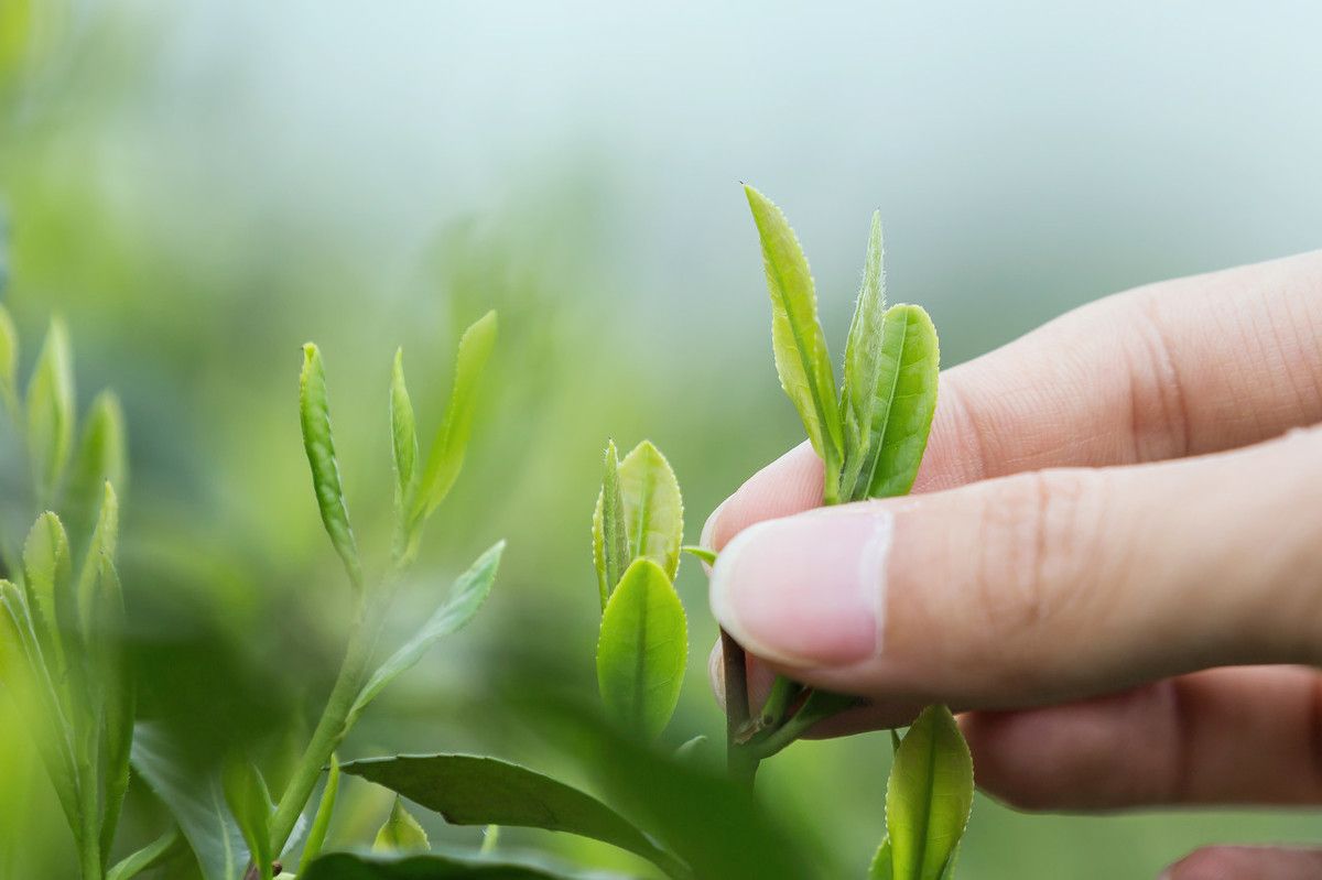 都说头春茶好，你真的明白什么叫“头春茶”吗？